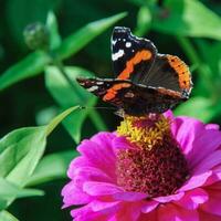 rouge amiral Vanessa atalante papillon sur zinnia fleur photo