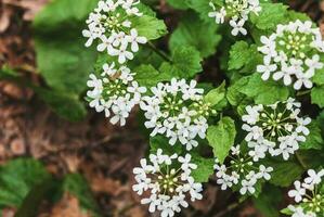 moutarde Ail blanc fleurs - alliarie pétiolée comestible sauvage floraison plante dans le forêt photo