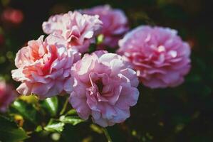 rose jardin des roses épanouissement - Rosa botticelli par meilland photo