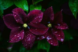 clématite fleurs dans l'eau gouttes après pluie dans été jardin fermer photo