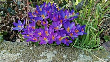 crocus fleurs dans le jardin photo