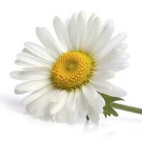 Marguerite fleur avec isolé sur blanc arrière-plan, produire ai photo