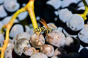 une grain de raisin surgir photo