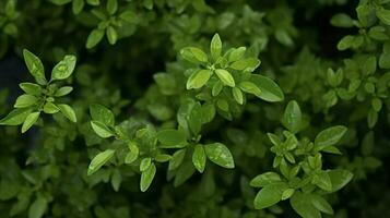 fermer coup de le petit vert feuilles de une buisson, produire ai photo