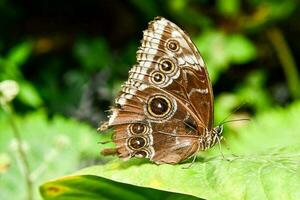 gros plan d'un papillon photo