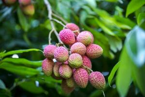 brunch de Frais litchi des fruits pendaison sur vert arbre. photo