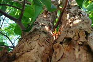 proche en haut de une arbre tronc photo