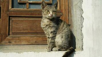 le mignonne peu chat en jouant dans le village photo