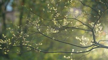 le Frais Nouveau feuilles plein de le érable des arbres dans printemps photo