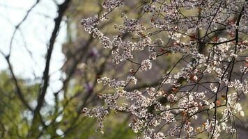 le magnifique fleurs épanouissement dans le jardin dans printemps avec le chaud lumière du soleil photo