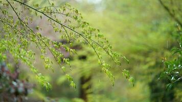 le Frais Nouveau feuilles plein de le érable des arbres dans printemps photo