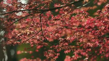 le Frais Nouveau feuilles plein de le érable des arbres dans printemps photo
