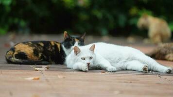 un chat mignon se reposant dans la cour photo