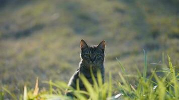 un chat mignon se reposant dans la cour photo