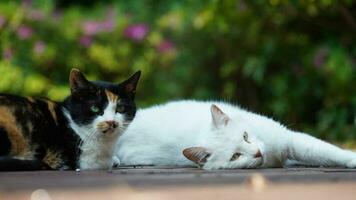 un chat mignon se reposant dans la cour photo