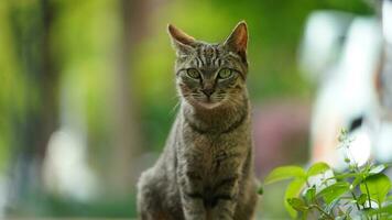 un adorable chat sauvage assis dans le jardin pour se reposer photo