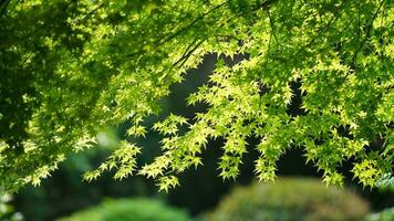 le Frais Nouveau feuilles plein de le érable des arbres dans printemps photo