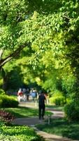 le Frais Nouveau feuilles plein de le des arbres dans printemps photo