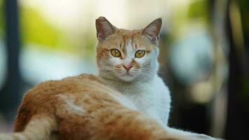 un adorable chat sauvage assis dans le jardin pour se reposer photo