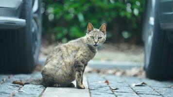 un adorable chat sauvage assis dans le jardin pour se reposer photo