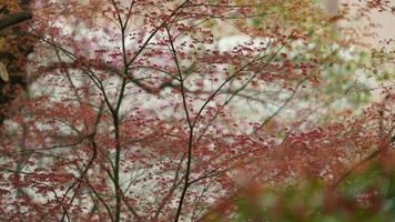 le Frais Nouveau feuilles plein de le érable des arbres dans printemps photo
