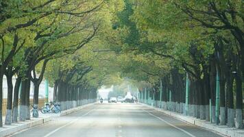 le vert arbre tunnel le long de le route dans le ville dans printemps photo