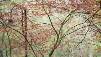 le Frais Nouveau feuilles plein de le érable des arbres dans printemps photo