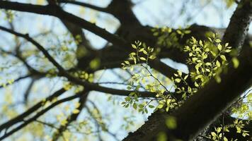 le Frais Nouveau feuilles plein de le des arbres dans le jardin dans printemps photo