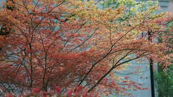 le Frais Nouveau feuilles plein de le érable des arbres dans printemps photo