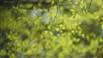 le Frais Nouveau feuilles plein de le des arbres dans le jardin dans printemps photo