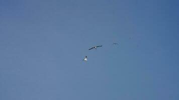 un mouette en volant dans le ciel avec le clair bleu ciel comme Contexte photo