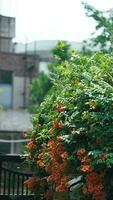 le magnifique fleurs épanouissement dans le jardin dans printemps avec le chaud lumière du soleil photo