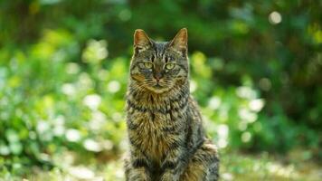 un adorable chat sauvage assis dans le jardin pour se reposer photo