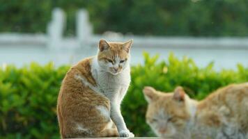 un chat mignon se reposant dans la cour photo