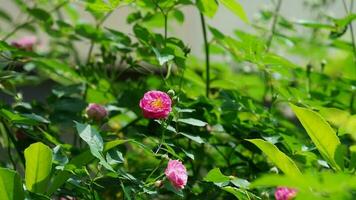 le magnifique fleurs épanouissement dans le jardin dans printemps avec le chaud lumière du soleil photo