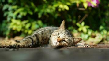 un chat mignon se reposant dans la cour photo