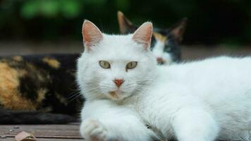 un chat mignon se reposant dans la cour photo