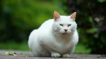 un adorable chat sauvage assis dans le jardin pour se reposer photo