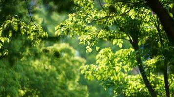 le Frais Nouveau feuilles plein de le des arbres dans printemps photo