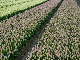 le printemps aux pays bas photo