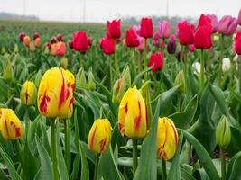 beaucoup tulipes dans le Pays-Bas photo