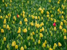 beaucoup tulipes dans le Pays-Bas photo