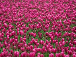 beaucoup tulipes dans le Pays-Bas photo