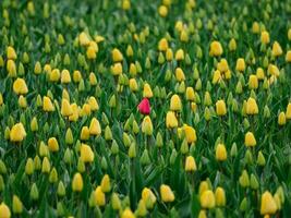 beaucoup tulipes dans le Pays-Bas photo