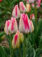 tulipes, dans le Pays-Bas photo