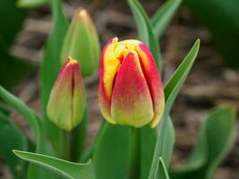 beaucoup tulipes dans le Pays-Bas photo