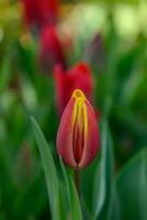 tulipes dans le jardin photo