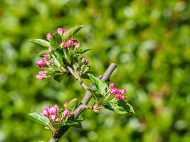 le printemps aux pays bas photo