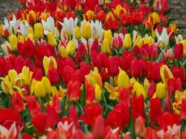beaucoup tulipes dans le Pays-Bas photo
