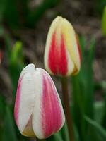 beaucoup tulipes dans le Pays-Bas photo